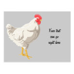 White Chicken Postcard