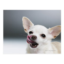 White Chihuahua licking lips Post Cards