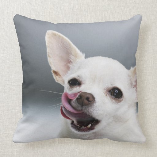 chihuahua biting pillow