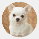 White Chihuahua Round Stickers