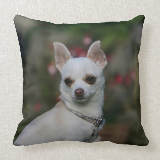 resnick couch chihuahua dog throw pillow ebern designs