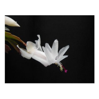 White Christmas Cactus Flower Postcards
