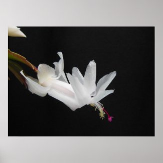 White Christmas Cactus Flower Posters