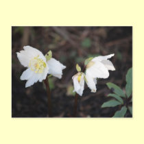 White Christmas Rose postcards