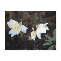 White Christmas Rose Postcard