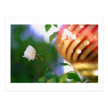 White Christmas Rose Postcards