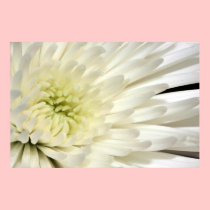 White Chrysanthemum Canvas Print Version B posters