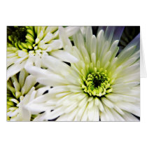 White Chrysanthemum card cards