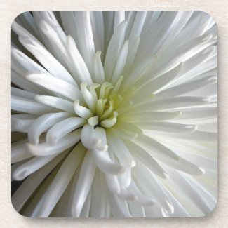 White Chrysanthemum corkcoaster