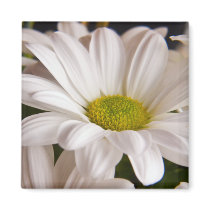 White Chrysanthemum flower fridge magnet magnets