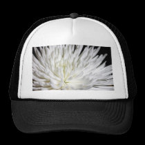 White Chrysanthemum Flower Mums Flowers Photo hats