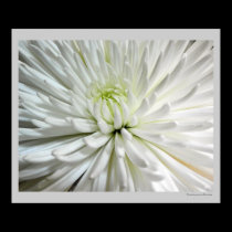 White Chrysanthemum Flower Mums Flowers Photo posters
