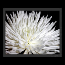 White Chrysanthemum Flower Mums Flowers Photo posters