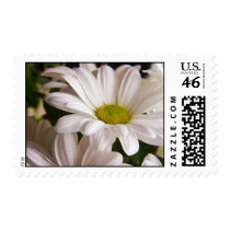 White Chrysanthemum flower postage stamps stamps