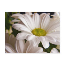 White Chrysanthemum flower postcard postcards