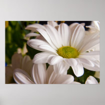 White Chrysanthemum flower poster print posters