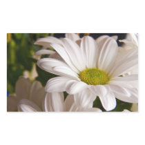 White Chrysanthemum flower stickers