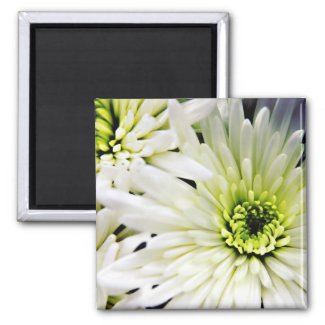 White Chrysanthemum fridge magnet magnet