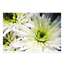 Chrysanthemum Invitations