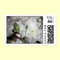 White chrysanthemum postage stamps