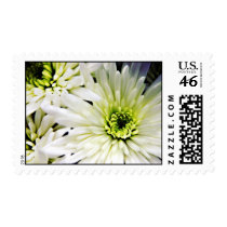 White Chrysanthemum postage stamps stamps