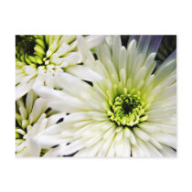 White Chrysanthemum postcard postcards