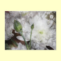 White Chrysanthemum Postcard postcards