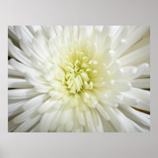 White Chrysanthemum Print