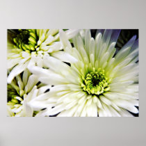 White Chrysanthemum print posters