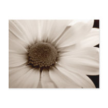 White Chrysanthemum sepia flower art postcard postcards