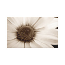 White Chrysanthemum sepia flower Canvas print canvas prints