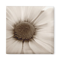 White Chrysanthemum sepia flower fridge magnet magnets