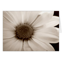 White Chrysanthemum sepia flower note card cards