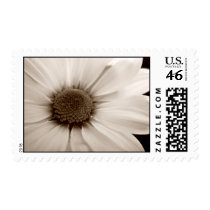 White Chrysanthemum sepia flower postage stamp stamps