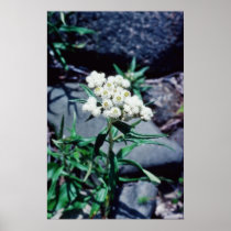 white Close-up of wild flower, Baxter State Park f Posters