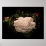 White Cloud Rose Posters