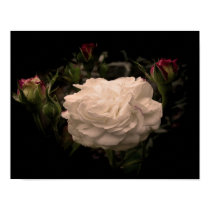 White Cloud Rose posters