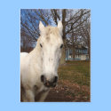White Clydesdale postcards by cheriperry White Clydesdale postcards