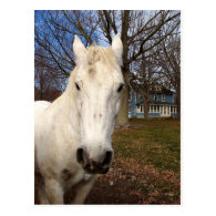 White  Clydesdale Postcard