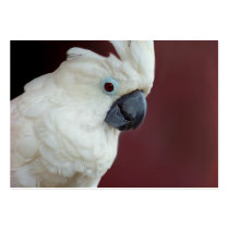 White Cockatoo ACEO Art Trading Cards business cards by jaisjewels White Cockatoo ACEO Art Trading Cards business cards