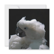 White Cockatoo Bird Invitations