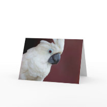 White Cockatoo Cards by jaisjewels White Cockatoo Cards