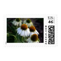 White Cone Flower postage by mbgphoto White Cone Flower postage