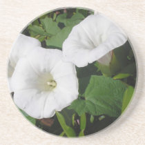 White Convolvulus flower coaster