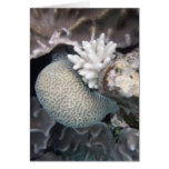 White Coral Greeting Cards