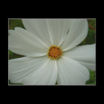 White Cosmos Floral Postcard