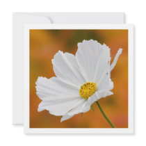 White Cosmos Floral Square Invitations
