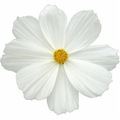 White Cosmos