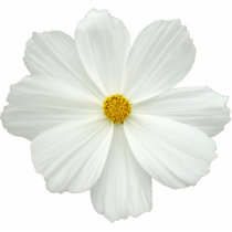 White Cosmos Flower Photo Cutout