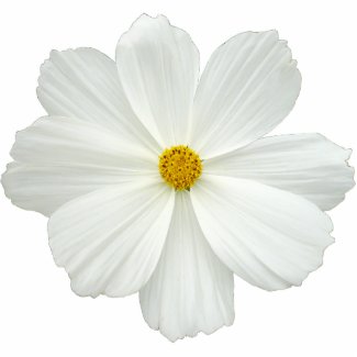 White Cosmos Flower photosculpture